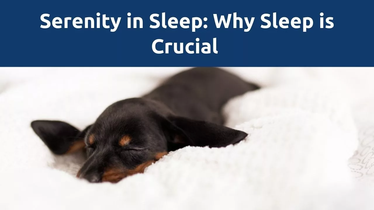 featured image for why sleep is crucial